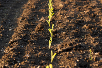 valle venna piantine