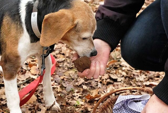 Cani da tartufo Valle Venna Abruzzo