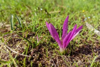 Zafferano di Navelli Valle Venna